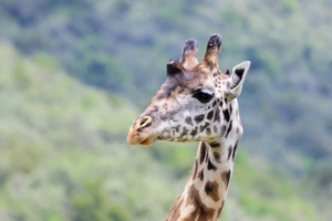 Here is a male giraffe from the same tower we saw on the way to our lodge. You can differentiate male and female giraffes by the size of their “horns” on their forehead. Males’ horns will typically be bald on top as a result of fighting with other males – just as this one’s is.