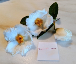 And these are the flowers of a Stewartia pseudocamellia - cup-shaped, camellia-like white blossoms up to two-and-a-half inches in diameter with showy orange-yellow anthers.