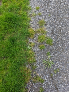 I have four miles of gravel-covered carriage road at my farm. Every spring, we all notice how much the grass has grown into the gravel making it difficult to see the exact edge where the carriage road meets the lawn.