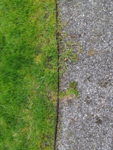 In this section, one can see where the edger has passed and made a clean line through the turf.