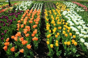 There are currently more than 3,000 registered varieties of tulips – separated in divisions based on shape, form, origin, and bloom time.