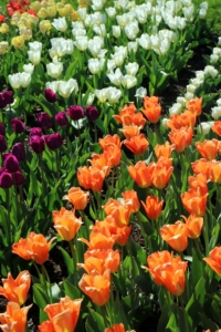 Every year, I always plant a variety of tulips in my garden. Tulips are bulbous plants of the genus Tulipa, in the lily family, Liliaceae. The flowers are usually large, showy, and brightly colored.