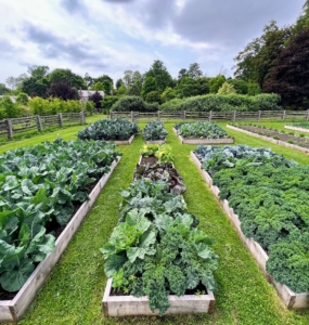 Remember all the beautiful vegetables my gardeners and I grew last year in this giant half-acre space? Lots of them were grown from Johnny's Selected Seeds. Together with nutrient-rich soil, we grew our best crops ever.