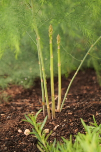 First spears can appear within a couple of months after establishing an asparagus patch, depending on soil temperatures and moisture, but they should be left alone, so the plants could start to develop and become more established.