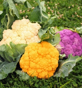 Among them - this beautiful cauliflower. Most are familiar with the white varieties, but cauliflower also grows in yellow-orange, purple, and even green.