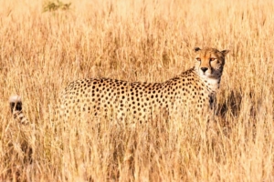 A cheetah! The fastest mammal in the world. We did not think we would see a cheetah (as they are very reclusive and hard to find), but we not only saw one – we saw two! A male and a female. Pictured is the female cheetah. Look how spectacularly she blends in with the tall grass.