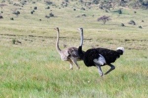 Here is a beautiful pair of ostriches trotting along the field in the Lewa Conservancy.