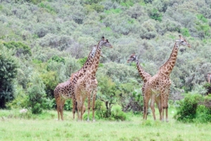 Also on the way to our lodge, we saw this tower, the collective noun for a group of giraffes. These giraffes are Masai giraffes – a different species than the towers we saw in our second location in Kenya.