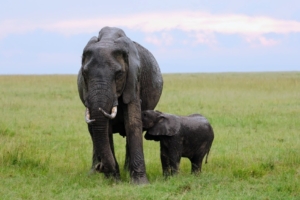 Here is the youngest calf from that herd nursing from its mother. This calf’s mother has especially beautiful tusks. Tusks begin to emerge at around two or three years of age.