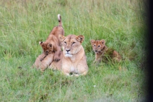This lioness is sitting patiently while her two-week-old cubs play on her. Juvenile male lions are typically allowed to stay with their pride for two years until the patriarch(s) kick them out. Kisemei told us that the excommunicated male lions are called “bachelors” on the Lemek Conservancy.