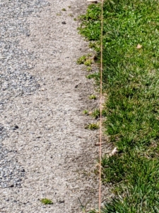 Once taut, it is easy to see the guiding string for the edger.