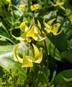 It is also known as yellow trout lily, fawn lily, yellow adder's-tongue, or yellow dogtooth violet. This species of perennial, colony forming, spring ephemeral flower is native to North America. I have them in my gardens and growing wild in my woodland.