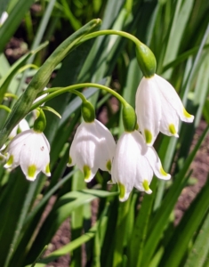 The plant produces green, linear leaves and white, bell-shaped flowers with a green edge and green dots. Don’t confuse them with Snowdrops - those bloom much earlier. The Snowflake is a much taller growing bulb which normally has more than one flower per stem.