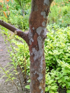 One of its appealing features is the stewartia's bark.