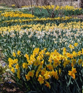 And here is a view of my long daffodil border - this section is under the allée of lindens. So many flowers are pushing through, and there are so many more to come. Happy Spring!