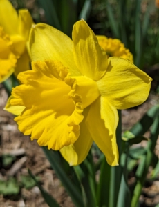 Yellow is the most common color for daffodils, but they also bloom in white, cream, orange and even pink. They also come in a variety of flower forms, including trumpets, doubles, split-cups, large-cups, and jonquils.
