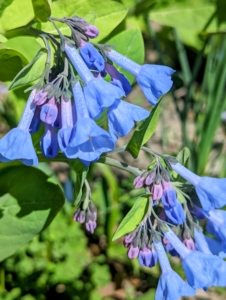 Mertensia virginica, or Virginia bluebell, is a perennial that is native to North America. Its buds are actually pink, but the flowers are blue. They can grow in any garden and bloom in early to mid spring and continue blooming through early to mid summer.
