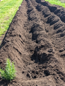 Asparagus grows in trenches like these. Depth of planting is critical. If too shallow, the plants will produce a large number of small spears. If planted too deep, the spears will be large, but few in number. These furrows are at least eight-inches deep and a foot wide.