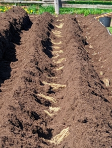 Here they are lined up in the trench. Last spring, we planted two varieties – ‘Purple Passion’, which produces attractive purple spears with a mild, nutty flavor and are reputedly sweeter than most other asparagus varieties. And ‘Millennium’ – a productive plant that produces high-quality spears that are tender, green, and delicious.