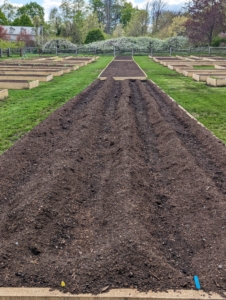 Asparagus beds require consistent soil moisture during the first growing season. Once established, the plants are relatively low-maintenance.