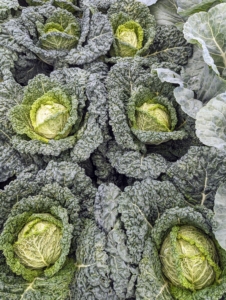An of course cabbage - Savoy cabbage, green cabbage, red cabbage, Napa cabbage, etc.