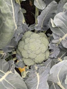 We grew tons of broccoli - perfect heads of delicious and nutritious broccoli.