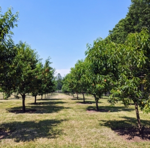 This is my orchard in summer when all the trees are filled with sweet, juicy fruits.