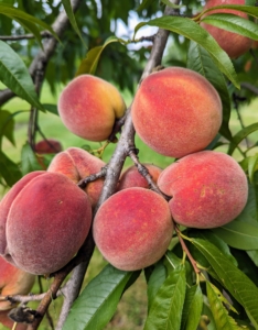 I grow lots of peaches. Peach trees thrive in an area where they can soak up the sunshine throughout the day. Growing peach trees are self-fruiting, which means the pollen from the same flower or variety can pollinate the tree and produce fruit.