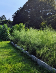 And here is the bed last August. The asparagus ferns are more than four-feet tall. The food produced travels back down to the crown and the roots of the plant in fall as the fern dies back. The carbohydrates are held in the dormant crowns through the winter.