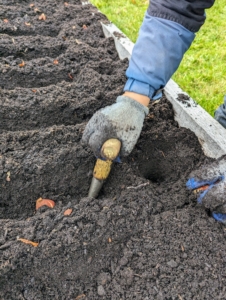 Once all the bulbs were in their designated rows, each one was placed into a hole made with a dibber. Tulip bulbs are medium sized, so they should be buried at least six to eight-inches deep. As a rule of thumb, bulbs should be planted about three times the height of the actual bulb.