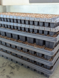 Ryan fills several trays at once in a production line process. Select the right kind of tray based on the size of the seeds. The containers should be at least two-inches deep and have adequate drainage holes.