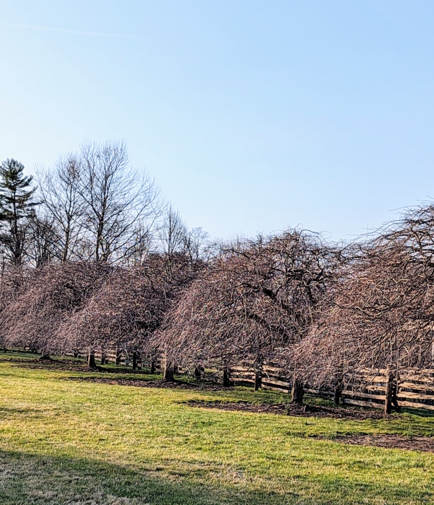 Budding Trees Around the Farm - The Martha Stewart Blog