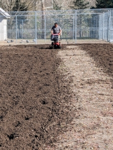 Earlier this year, once the ground was warm enough, we went to work to transform the space once again. The entire enclosure was cleared, cleaned and then Pete rototilled the soil twice.
