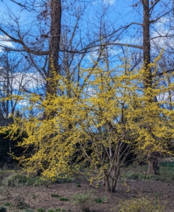 Outside my Summer House is this Cornus mas, commonly known as cornelian cherry – a deciduous shrub or small tree that is native to central and southern Europe into western Asia. It typically grows over time to 15 to 25 feet tall with a spread to 12 to 20 feet wide.
