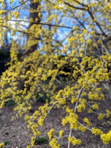 Yellow flowers on short stalks bloom in early spring before the leaves emerge in dense, showy, rounded clusters.
