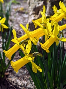 These are some of the first daffodils to bloom at the farm. Daffodil species are native to meadows and woods in southwest Europe and North Africa. They tend to be long lived bulbs and are popular ornamental plants in public and private gardens.
