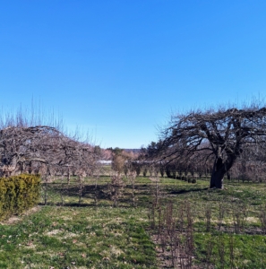 At my farm, I have many, many apple trees - some I've planted and others that are about 100-years old and original to the property. These are two of my "ancient" apple trees. I have photographed them many times.