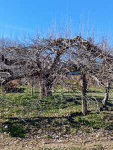 There are two main goals of pruning trees. On young trees, pruning encourages a tough, solid framework. And on mature trees, they usually already have their shape determined, so it’s important to maintain that shape and size.