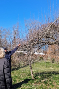 Here I am with Matt looking at one of the trees. We discuss the health of the tree and where he feels it needs trimming. Late winter or early spring is the best time to prune. The tree takes up a dormant state after shedding its leaves and before sprouting new buds.