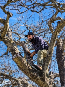 He cuts out branches that contribute to clogged, thick areas of the canopy.