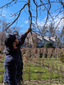 As he prunes, Matt stops occasionally to see how the tree looks – the sections he has pruned and what he still has to do. He says always take into consideration how light can enter the canopy and the stability of the branches.