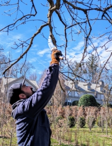 Pruning saws have serrated blades and are used to cut branches up to 10-inches in diameter. Matt recommends making bigger cuts before doing the small, detail-oriented pruning cuts to ensure there aren't any redundancies.