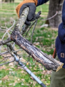 Matt removes the main Ds in pruning - dead, dying, diseased, drooping, discolored, and divergent, or inward facing branches. Notice this branch is almost black at the joint - it definitely needed to be cut.