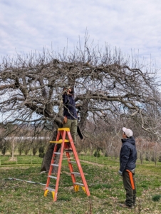 Pasang, who is our resident tree expert and also a very skilled pruner, learns more tips by watching Matt at work.