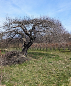 Here is one of the trees all finished. And don't forget the soil. Good soil health is very important. Amend the soil as needed with compost or other fertilizer. Thanks for pruning, Matt - the trees look great! I can't wait to see the fruits of your labor come autumn.