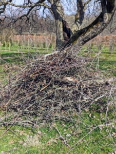 After the branches are cut, they are gathered, piled, and then either saved for kindling or processed through a wood chipper and returned to woods.