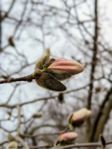 One of the earliest trees to flower here in spring is the magnolia. This one down by my hoop houses is always the first to show buds and blooms. Magnolia is a large genus of about 210 flowering plant species in the subfamily Magnolioideae. It is named after French botanist Pierre Magnol.