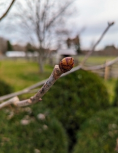 These are beginning to bud. They will continue to grow over the next few weeks showing leaves and flowers. By mid-May to early June, these trees will be in full bloom.