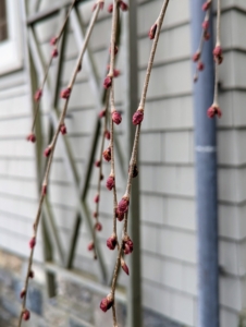Just outside my kitchen on the terrace parterre is a tall weeping katsura, one of my favorite trees. Cercidiphyllum japonicum f. pendulum has these pendulous branches that fan out from the crown and sweep the ground. Tiny red flowers emerge in late March or early April before the leaves.