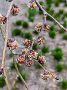 Here are the spring buds. Soon, small reddish green flowers will appear before the foliage.
